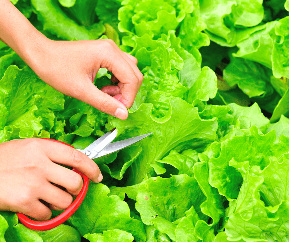 Salanova Lettuce Cutter