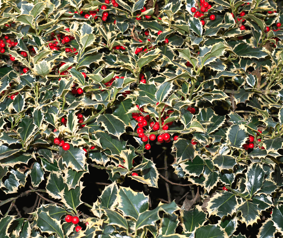 Holly Berry Bush: Variegated (12)