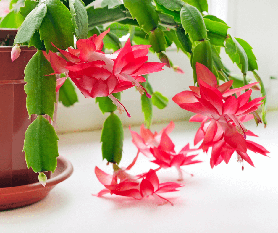 Holiday Cactus From Fall to Spring – Black Gold