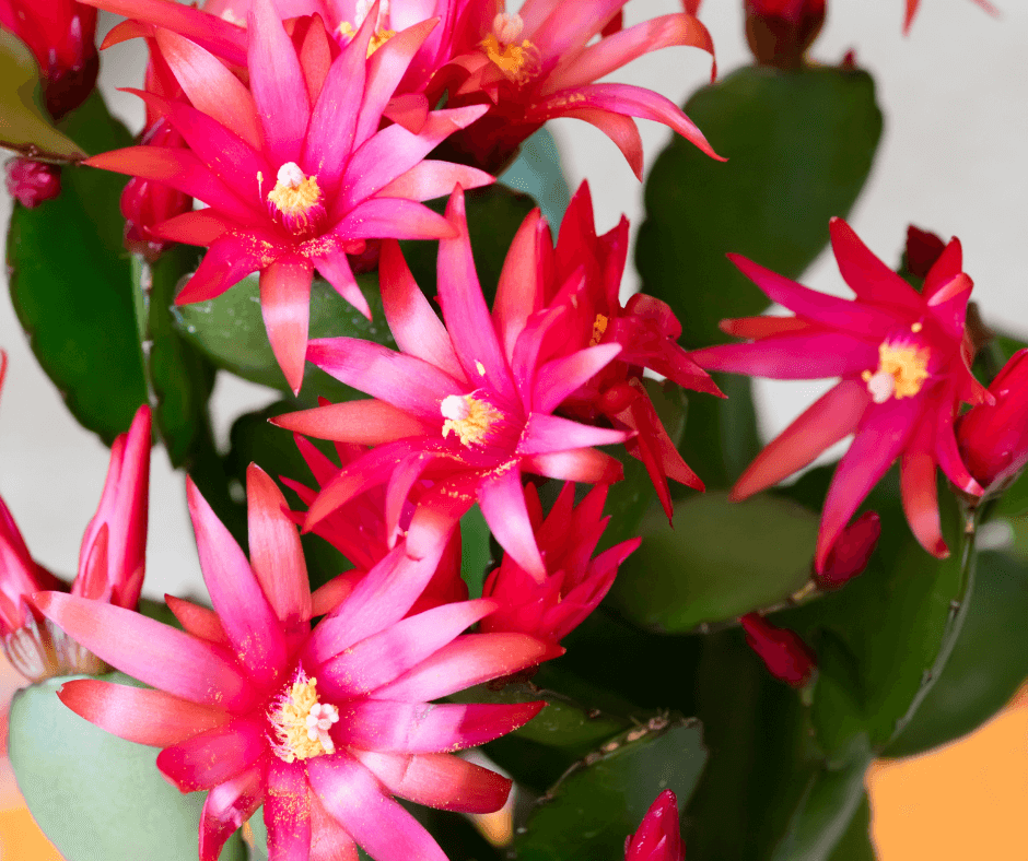 Holiday Cactus From Fall to Spring – Black Gold