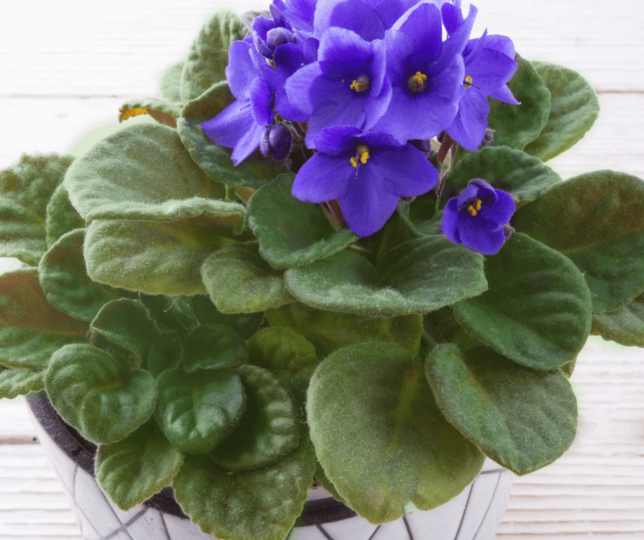 african violet care indoors