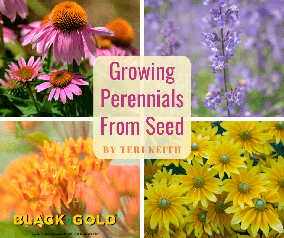 Growing Perennials From Seed - Black Gold
