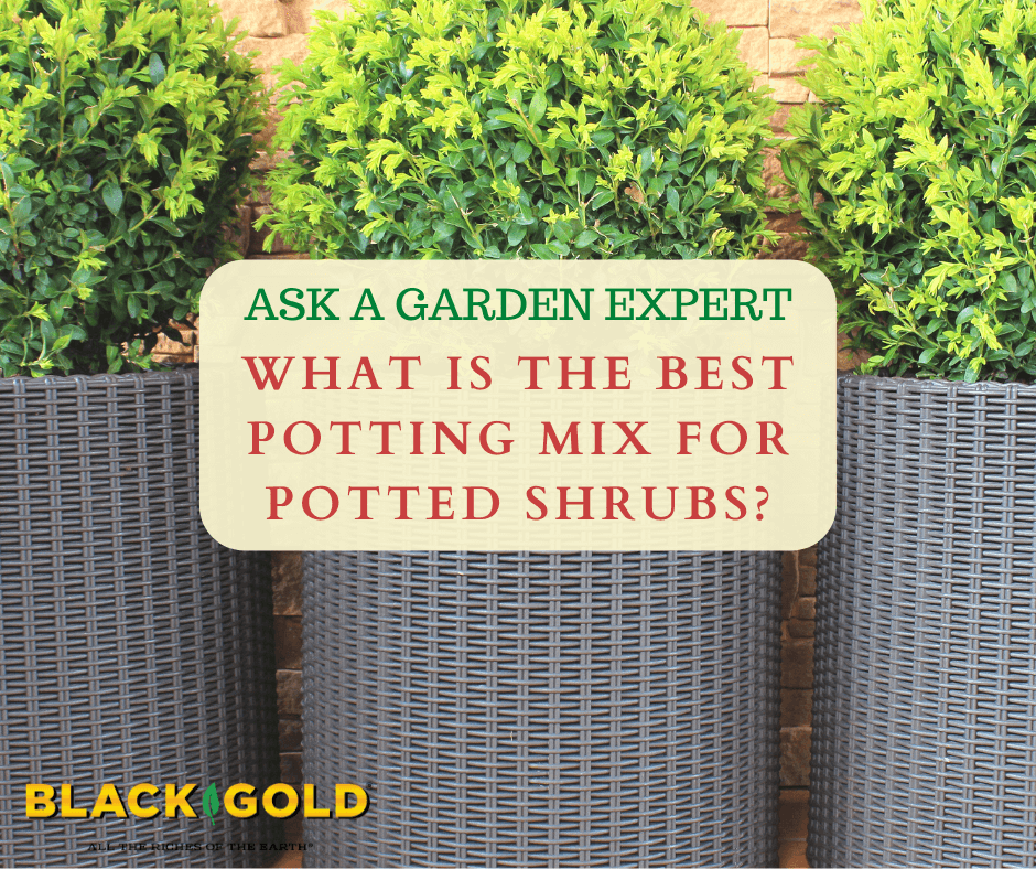 What Is The Best Potting Mix for Potted Shrubs?