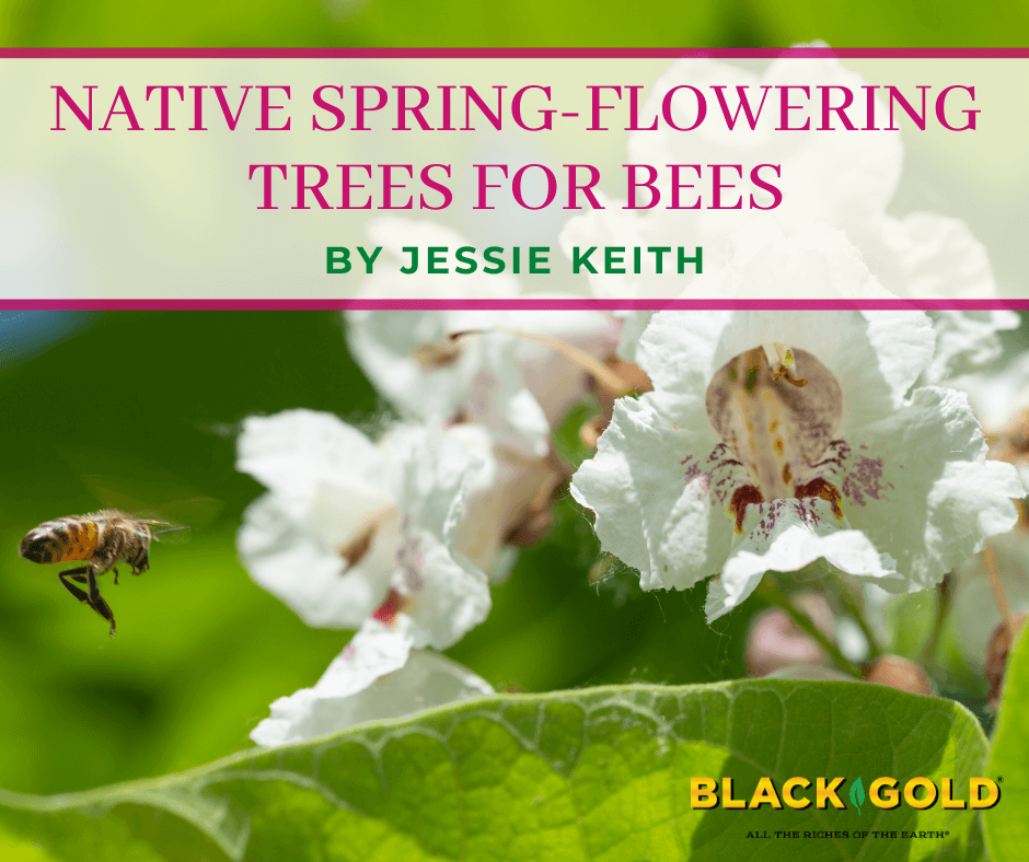 Native Spring Flowering Trees For Bees