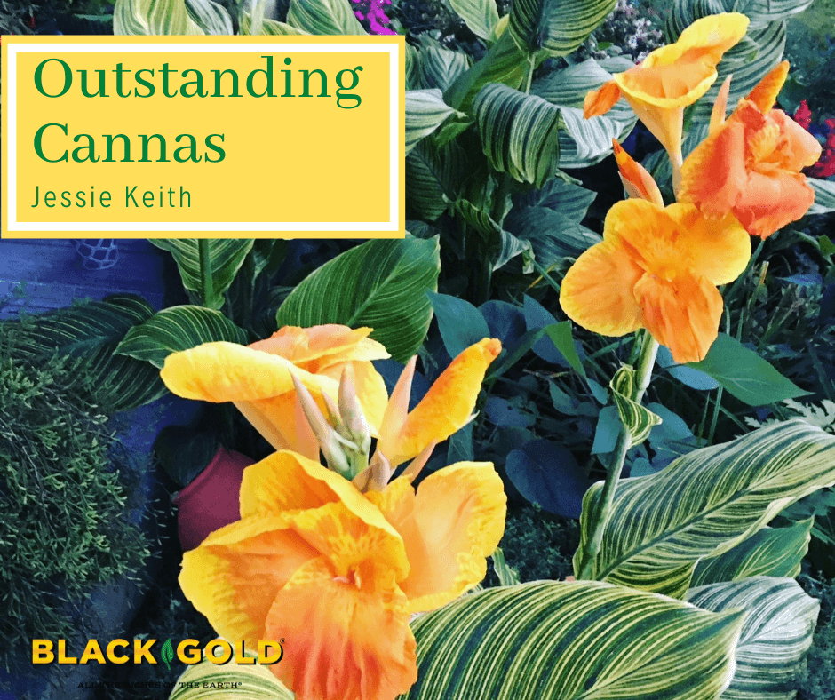 Dividing And Transplanting Cannas - When And How To Move A Canna