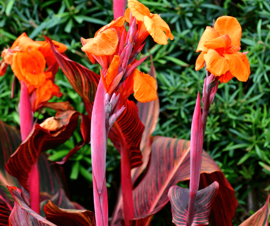 Outstanding Cannas – Black Gold