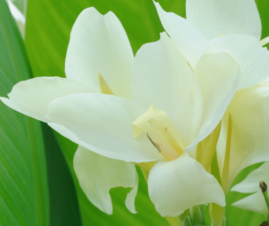 Golden Speckled Tenerife, Premium Canna Lily Bulbs