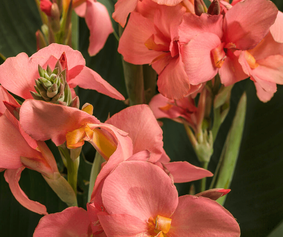 Golden Speckled Tenerife, Premium Canna Lily Bulbs