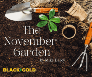 The November Garden