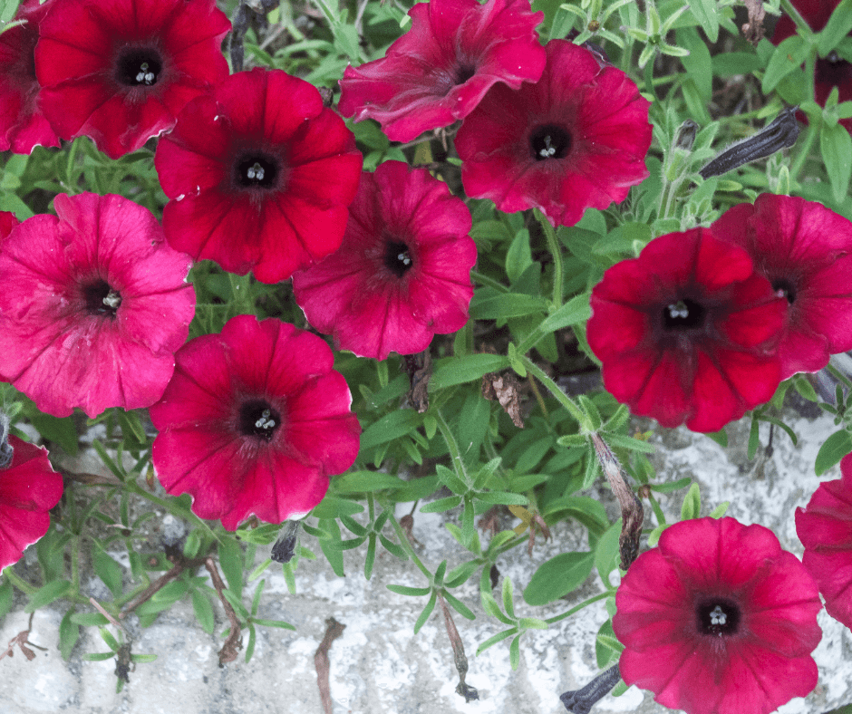 Petunias Are Glorious plants By Teri keith Black Gold