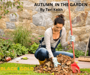 https://blackgold.bz/wp-content/uploads/sites/3/2023/10/AUTUMN-IN-THE-GARDEN-300x251.png