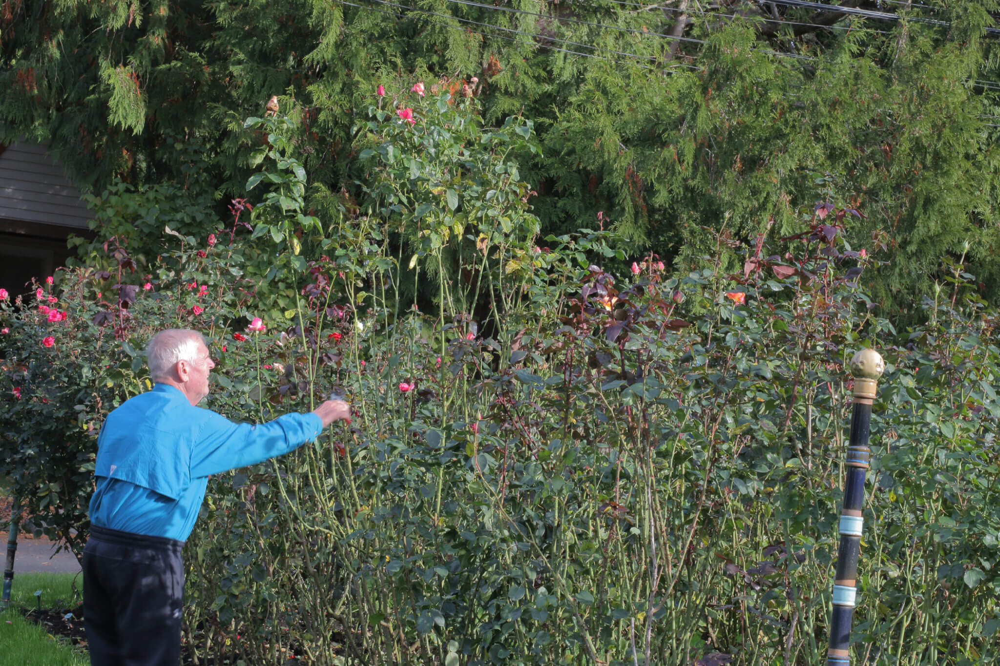 Fall Rose Care Black Gold