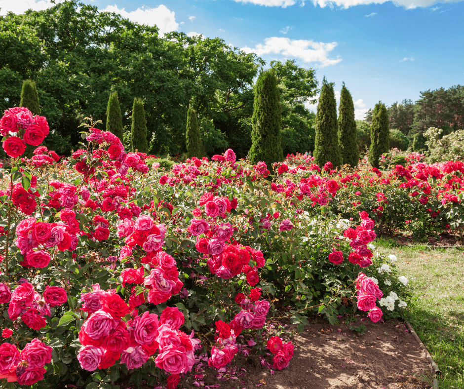 Fall Rose Care Black Gold