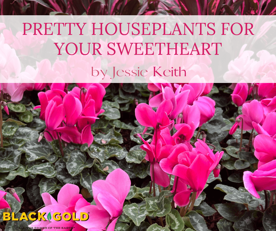 Pretty Houseplants for Your Sweetheart