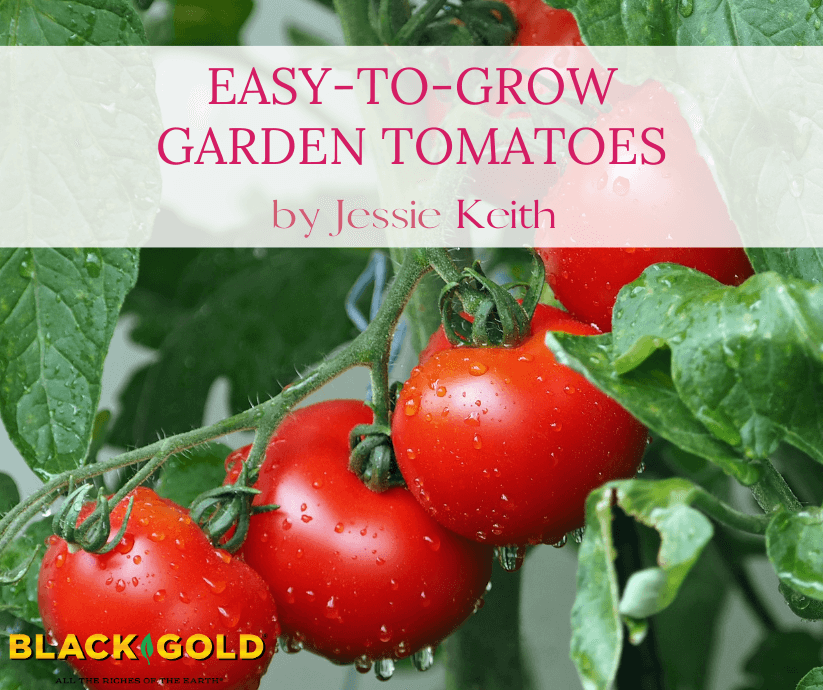 Easy-to-Grow Garden Tomatoes