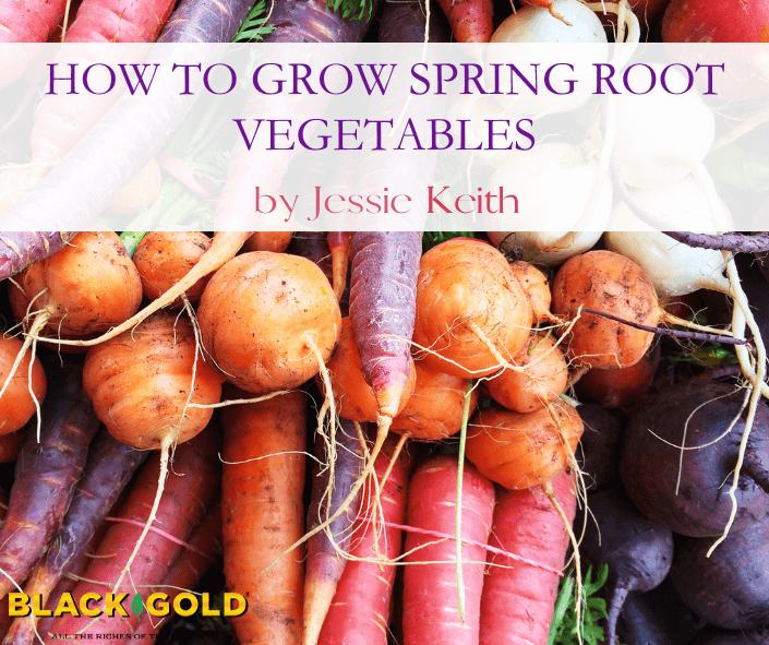 How to Grow Spring Root Vegetables