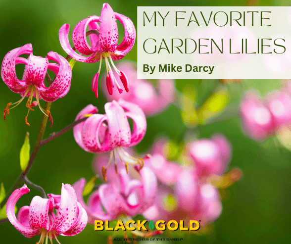 My Favorite Garden Lilies