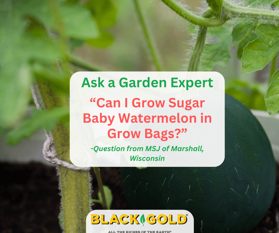 Can I Grow Sugar Baby Watermelons in Grow Bags?