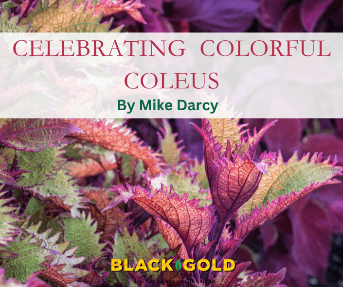 Celebrating Colorful Coleus