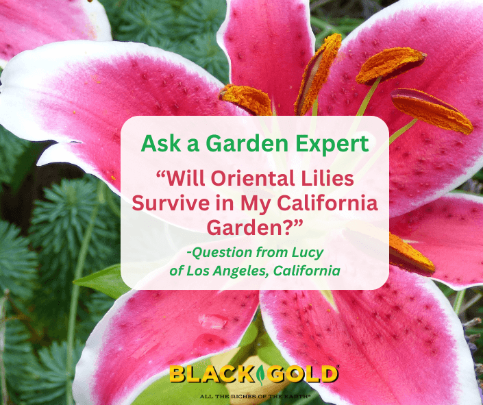 Will Oriental Lilies Survive in My California Garden?