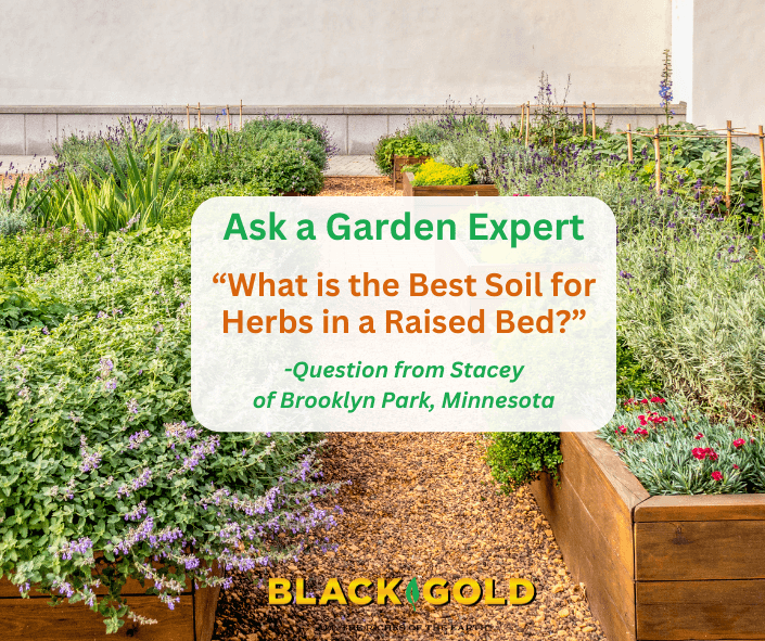 What is the Best Soil for Herbs in a Raised Bed?
